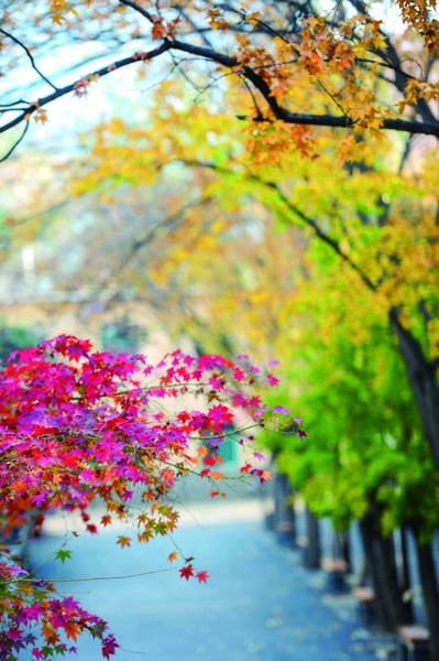 山东省济南中学不同颜色的枫叶将校园装点得别具一格